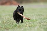 SCHIPPERKE 403